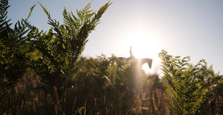 Death: Between Dunya and Akhira